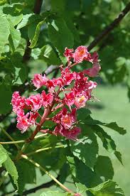 Attēlu rezultāti vaicājumam “Aesculus x neglecta flower”