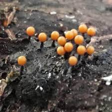 Attēlu rezultāti vaicājumam “Trichia ambigua macro”