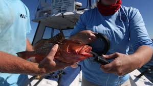 Image result for Bargoed Sea Anglers