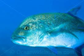 Image result for Caranx melampygus