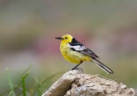 Attēlu rezultāti vaicājumam “Motacilla citreola male”