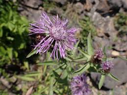 Attēlu rezultāti vaicājumam “Centaurea phrygia flower”