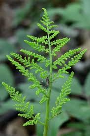 Attēlu rezultāti vaicājumam “Botrychium virginianum”