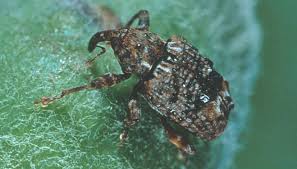 Attēlu rezultāti vaicājumam “Cribraria cancellata var. fusca macro”