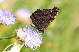 Attēlu rezultāti vaicājumam “Inachis io underside”