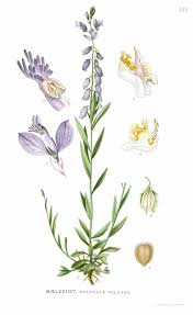 Attēlu rezultāti vaicājumam “Polygala vulgaris”