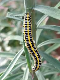 Attēlu rezultāti vaicājumam “Calophasia lunula larva”