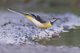 Attēlu rezultāti vaicājumam “Motacilla cinerea”