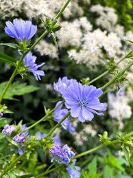 Image result for Cichorium intybus