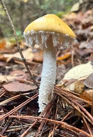 Attēlu rezultāti vaicājumam “Stropharia albocrenulata”