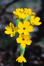 Attēlu rezultāti vaicājumam “Primula veris”
