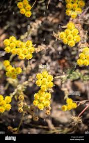Attēlu rezultāti vaicājumam “Helichrysum arenarium leaf”