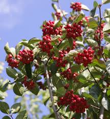Attēlu rezultāti vaicājumam “Crataegus persimilis”