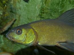 Image result for Tinca tinca