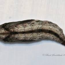 Attēlu rezultāti vaicājumam “Eulithis testata”