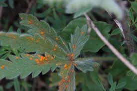 Attēlu rezultāti vaicājumam “Pucciniales”