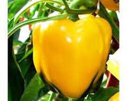 Afbeeldingsresultaat voor californian wonder golden sweet pepper