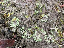 Attēlu rezultāti vaicājumam “Riccia bifurca”