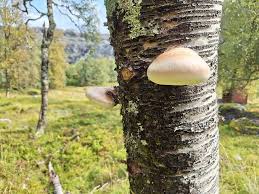 Attēlu rezultāti vaicājumam “Piptoporus betulinus”