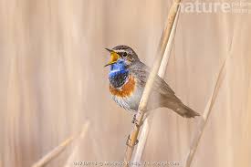 Attēlu rezultāti vaicājumam “Luscinia svecica”