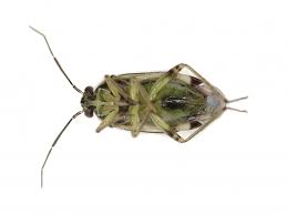 Attēlu rezultāti vaicājumam “Orthops basalis”