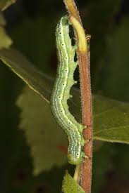 Attēlu rezultāti vaicājumam “Archiearis parthenias”