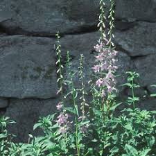 Attēlu rezultāti vaicājumam “Campanula rapunculoides”