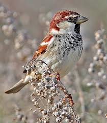 Image result for Passer hispaniolensis