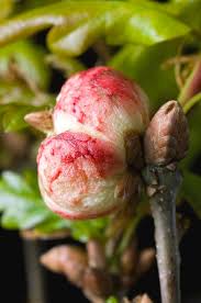 Attēlu rezultāti vaicājumam “Quercus robur bud”