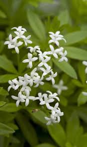 Attēlu rezultāti vaicājumam “Galium odoratum leaf”