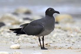 Attēlu rezultāti vaicājumam “Fuligo laevis”