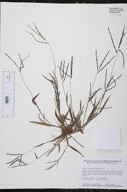 Attēlu rezultāti vaicājumam “Digitaria ischaemum”