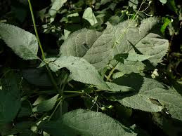 Attēlu rezultāti vaicājumam “Scrophularia nodosa leaf”