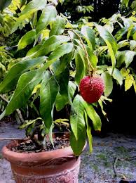 Attēlu rezultāti vaicājumam “Helianthus annuus fruit”