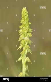 Attēlu rezultāti vaicājumam “Herminium monorchis”