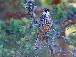 Attēlu rezultāti vaicājumam “Falco subbuteo”