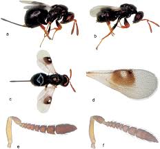 Attēlu rezultāti vaicājumam “Torymidae”