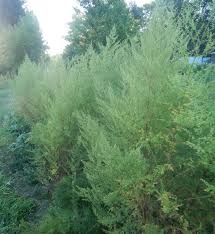 Image result for Artemisia annua
