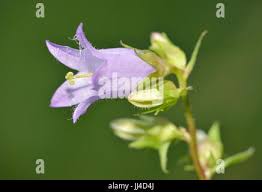 Attēlu rezultāti vaicājumam “Campanula trachelium bud”