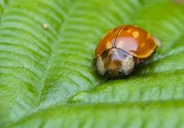 Attēlu rezultāti vaicājumam “Myzia oblongoguttata”