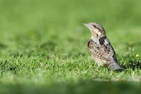 Attēlu rezultāti vaicājumam “Jynx torquilla adult”