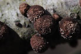 Attēlu rezultāti vaicājumam “Hypoxylon fuscum”