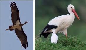 Attēlu rezultāti vaicājumam “Ciconia nigra adult”