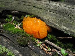 Attēlu rezultāti vaicājumam “Dacrymyces chrysospermus”