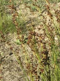 Attēlu rezultāti vaicājumam “Juncus squarrosus fruit”