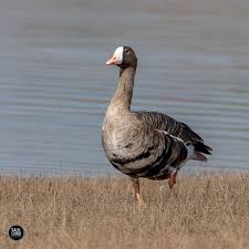 Attēlu rezultāti vaicājumam “Anser albifrons”