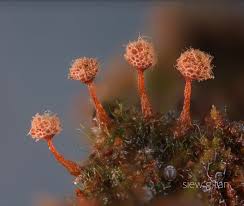 Attēlu rezultāti vaicājumam “Trichia flavicoma”