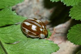 Attēlu rezultāti vaicājumam “Myzia oblongoguttata”