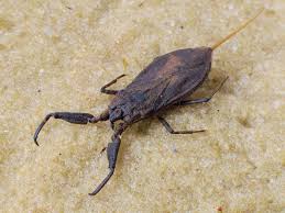 Attēlu rezultāti vaicājumam “Nepa cinerea nymph”