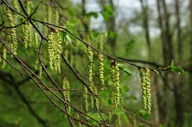 Attēlu rezultāti vaicājumam “Carpinus betulus female flower”